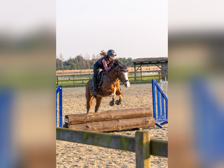 New Forest Castrone 9 Anni 148 cm Sauro scuro in Syke