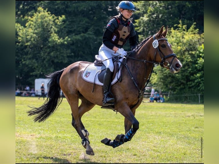 New Forest Giumenta 10 Anni 146 cm Baio in J&#xF6;rl