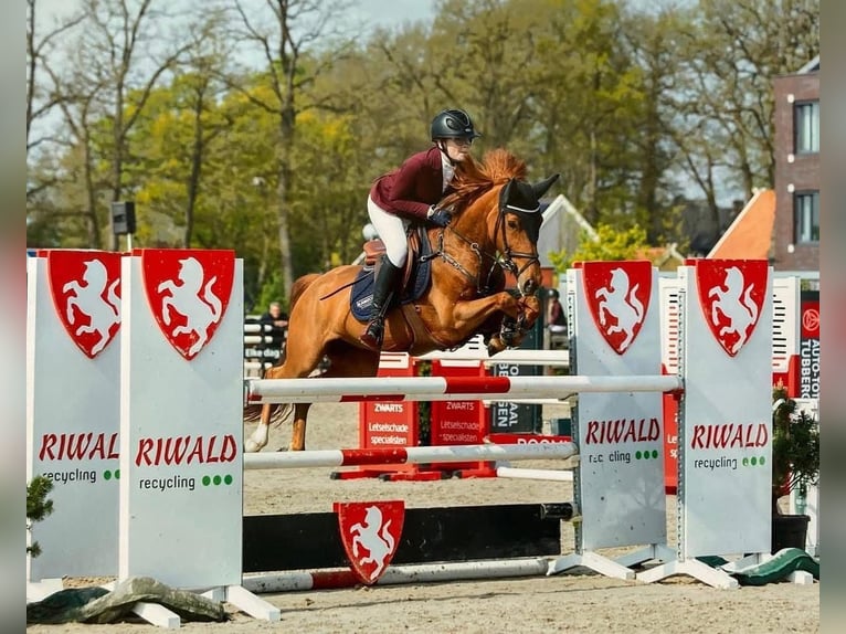 New Forest Giumenta 10 Anni 148 cm Sauro in Florenz