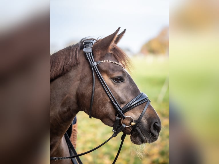 New Forest Giumenta 10 Anni 152 cm Sauro scuro in Bochum