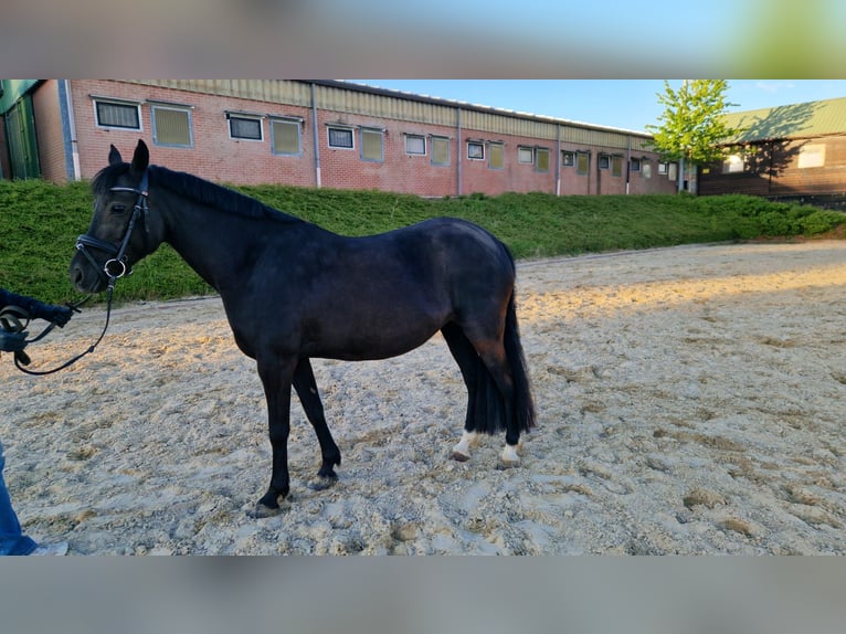 New Forest Mix Giumenta 11 Anni 140 cm Morello in Pirmasens
