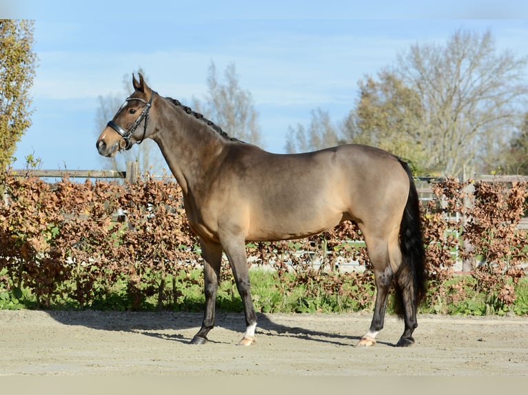 New Forest Giumenta 11 Anni 147 cm Baio scuro in Kedichem