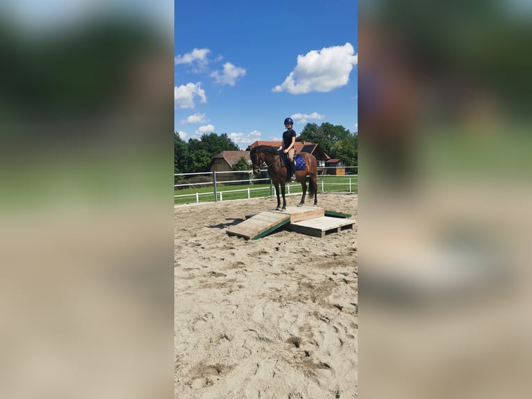 New Forest Giumenta 12 Anni 148 cm Baio in Nussdorf