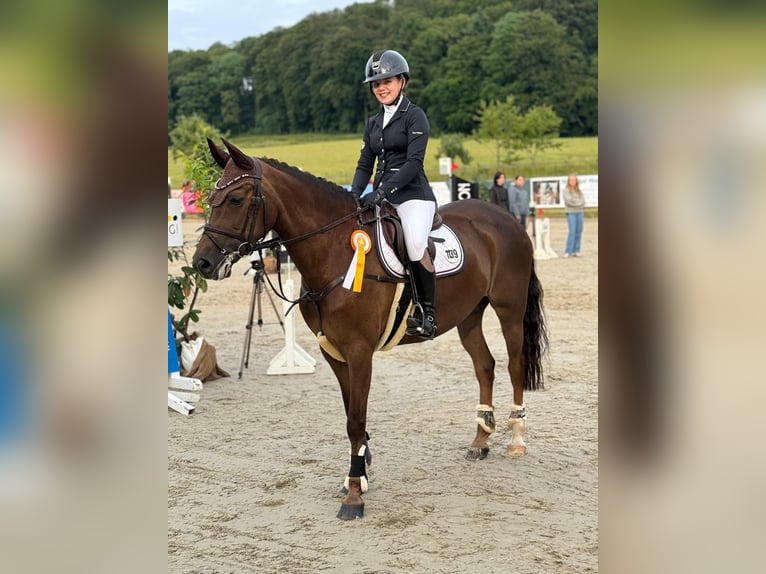 New Forest Giumenta 12 Anni 148 cm Sauro in Recke, bei Osnabrück