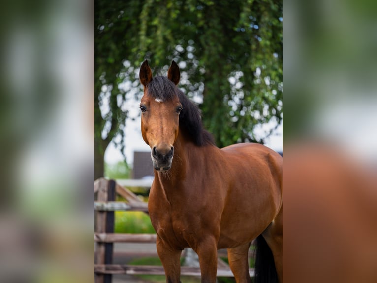 New Forest Giumenta 13 Anni 146 cm Baio in Voorthuizen