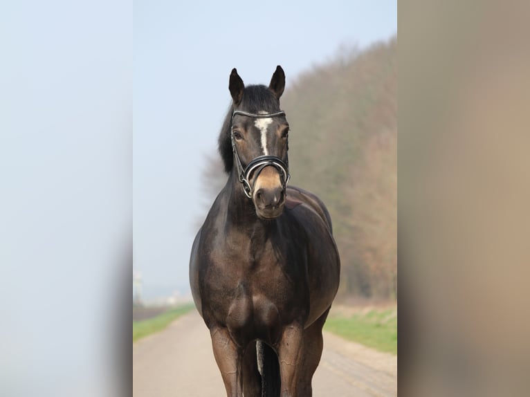 New Forest Giumenta 13 Anni 147 cm Baio scuro in Kortenhoef