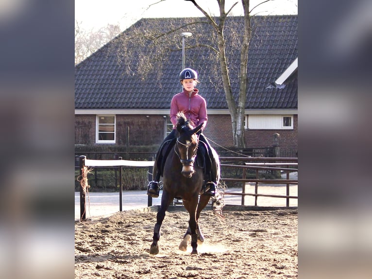 New Forest Giumenta 13 Anni 147 cm Baio scuro in Kortenhoef