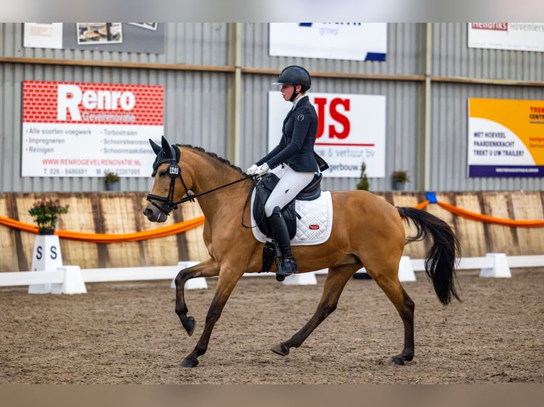 New Forest Giumenta 13 Anni 148 cm Baio chiaro in Barneveld
