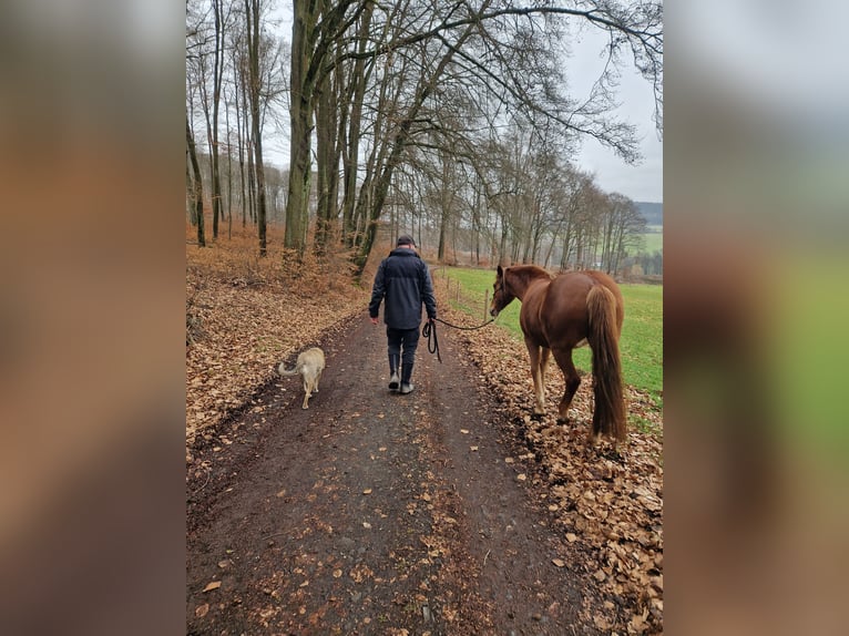 New Forest Mix Giumenta 13 Anni 148 cm Sauro scuro in Niedererbach