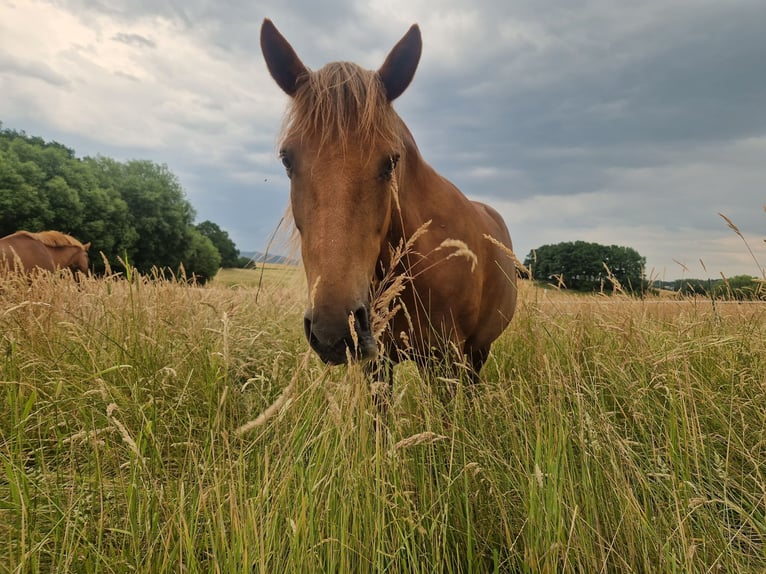New Forest Mix Giumenta 13 Anni 148 cm Sauro scuro in Niedererbach