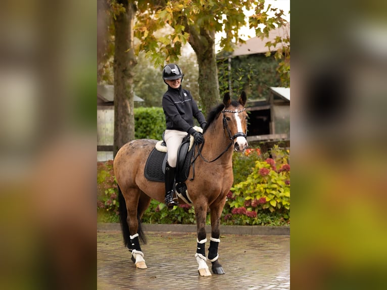 New Forest Giumenta 14 Anni 146 cm Baio in Vijfhuizen
