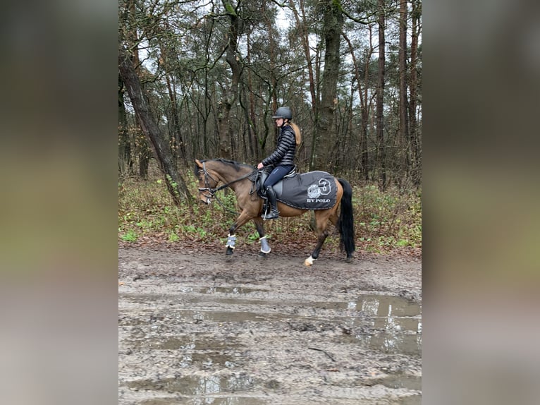 New Forest Giumenta 14 Anni 146 cm Baio in Retie