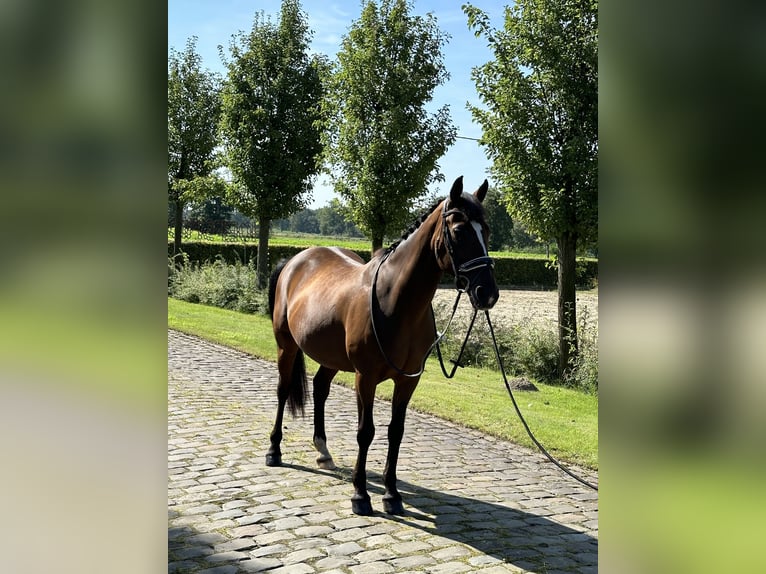 New Forest Giumenta 14 Anni 146 cm Baio in Retie