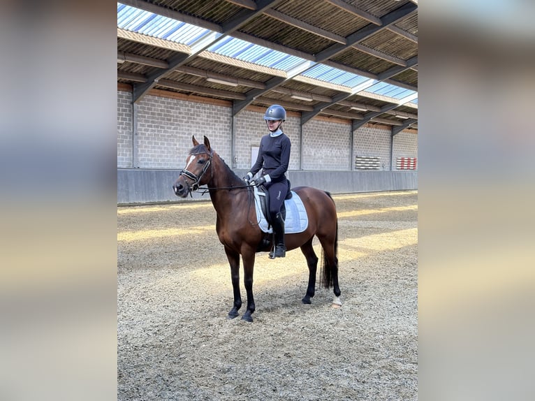 New Forest Giumenta 14 Anni 146 cm Baio in Retie