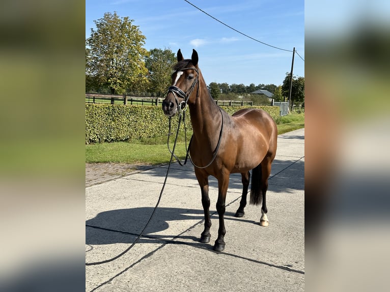 New Forest Giumenta 14 Anni 146 cm Baio in Retie