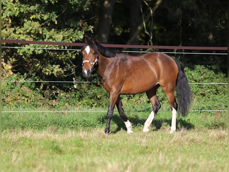 New Forest Giumenta 15 Anni 138 cm Baio scuro in Schrobenhausen