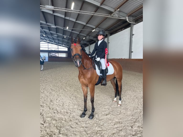 New Forest Giumenta 15 Anni 146 cm Baio in Prag