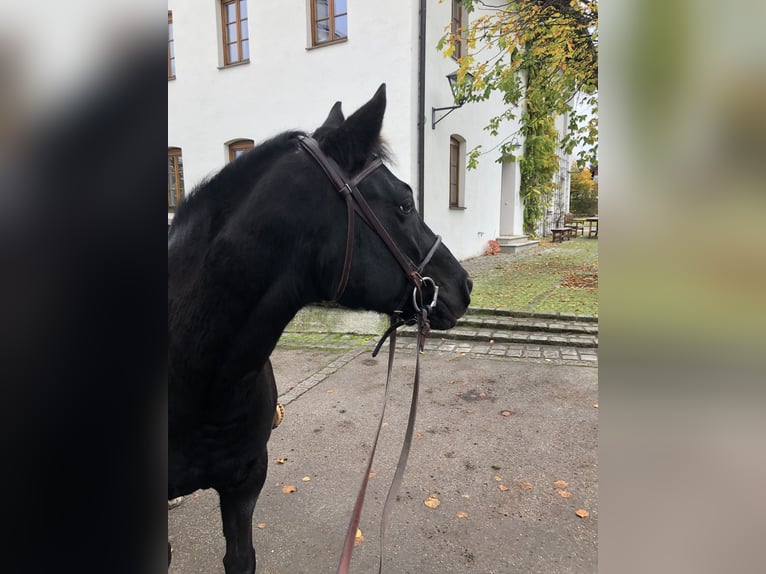 New Forest Giumenta 15 Anni 148 cm Sauro scuro in K&#xF6;nigsdorf/H&#xF6;fen