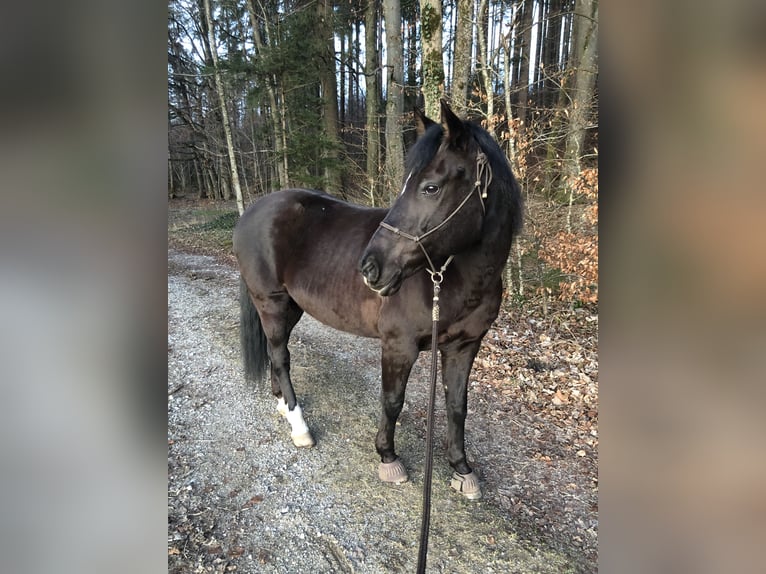 New Forest Giumenta 15 Anni 148 cm Sauro scuro in K&#xF6;nigsdorf/H&#xF6;fen