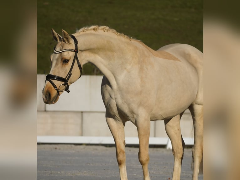New Forest Giumenta 15 Anni 158 cm Palomino in Nettersheim