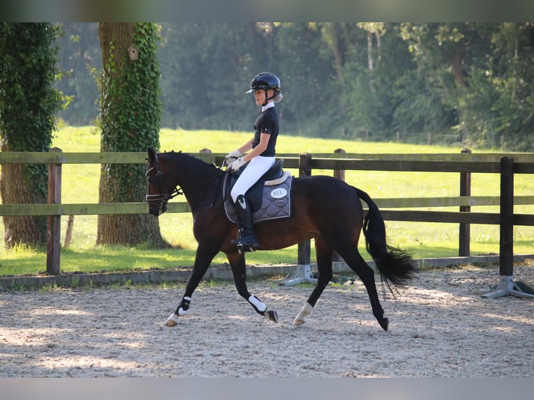 New Forest Giumenta 16 Anni 133 cm Baio in Lieren