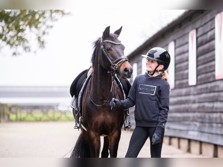 New Forest Giumenta 16 Anni 133 cm Baio in Lieren