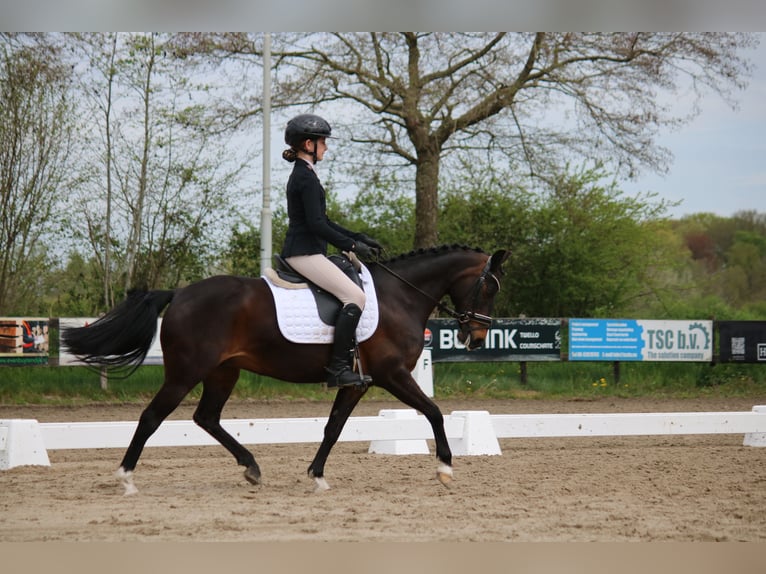 New Forest Giumenta 16 Anni 133 cm Baio in Lieren