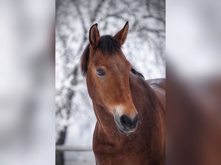 New Forest Giumenta 16 Anni 144 cm Baio in Schwanenstadt