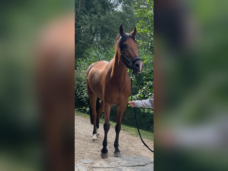 New Forest Giumenta 16 Anni 146 cm Baio in Prag