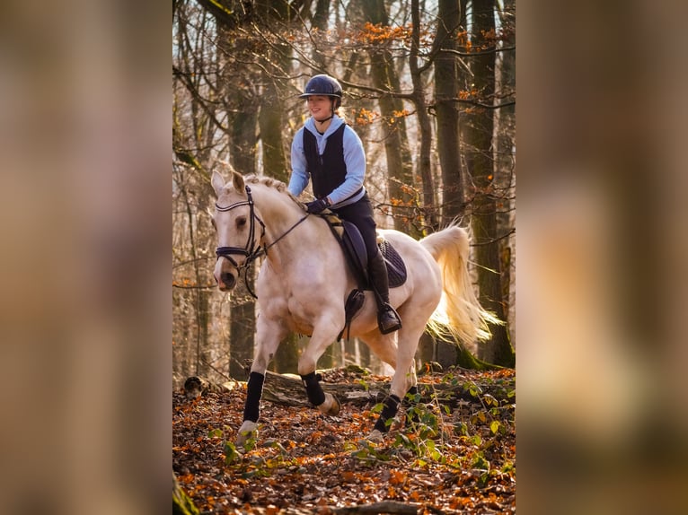New Forest Giumenta 16 Anni 158 cm Palomino in Nettersheim