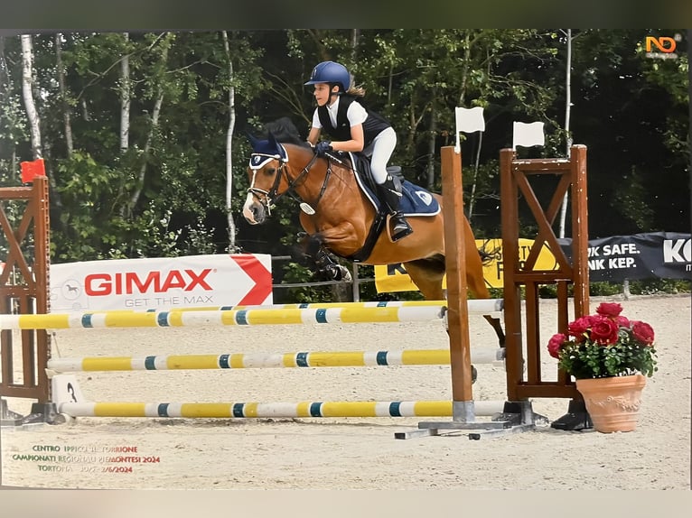 New Forest Giumenta 17 Anni 138 cm Baio in Favria