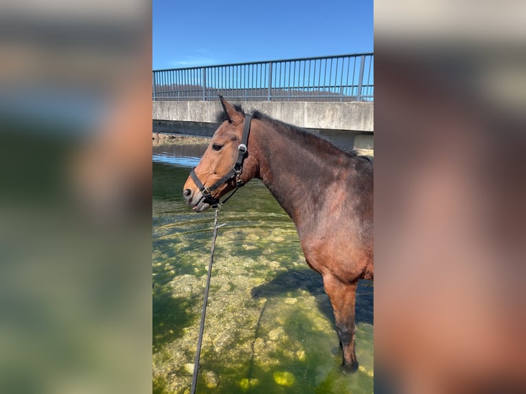 New Forest Giumenta 18 Anni 145 cm Baio in Heidenheim an der Brenz