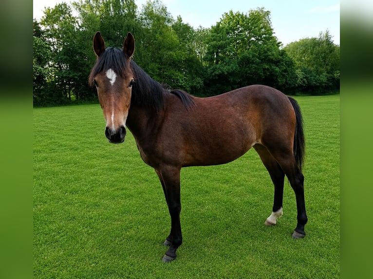 New Forest Giumenta 1 Anno 144 cm Baio in Aurich