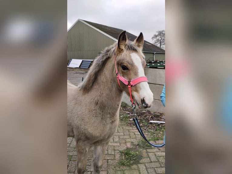 New Forest Mix Giumenta 1 Anno 145 cm Pelle di daino in Lierderholthuis