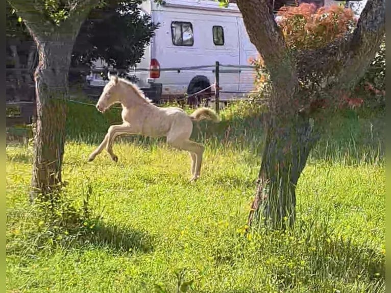 New Forest Giumenta 1 Anno 147 cm Cremello in Saint Jean de la Ruelle