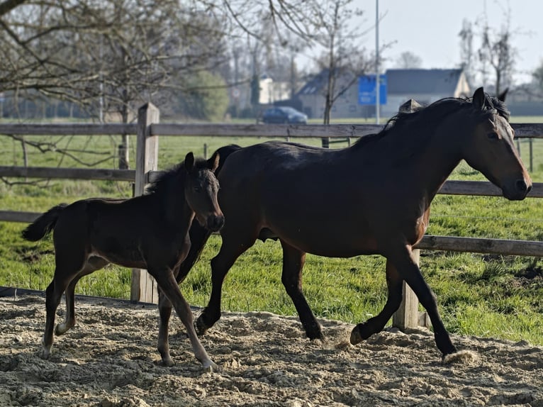 New Forest Giumenta 20 Anni 147 cm Baio in Willebroek