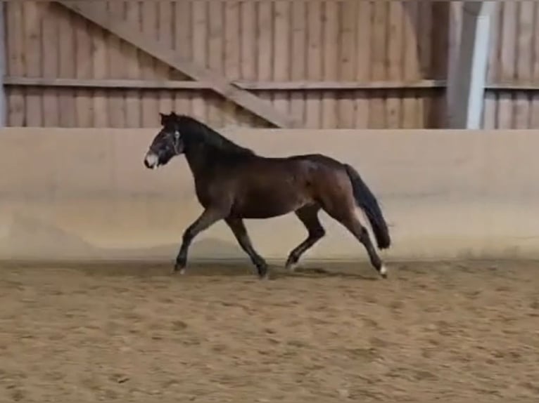 New Forest Giumenta 3 Anni Baio in Basdahl