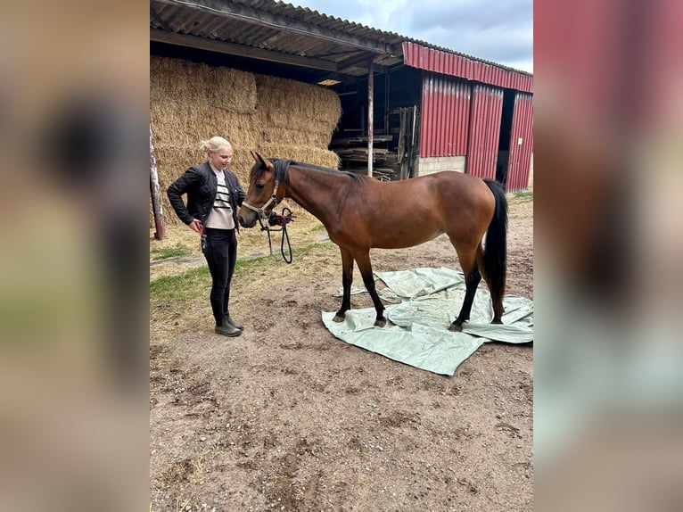 New Forest Giumenta 4 Anni 140 cm Baio in Roermond