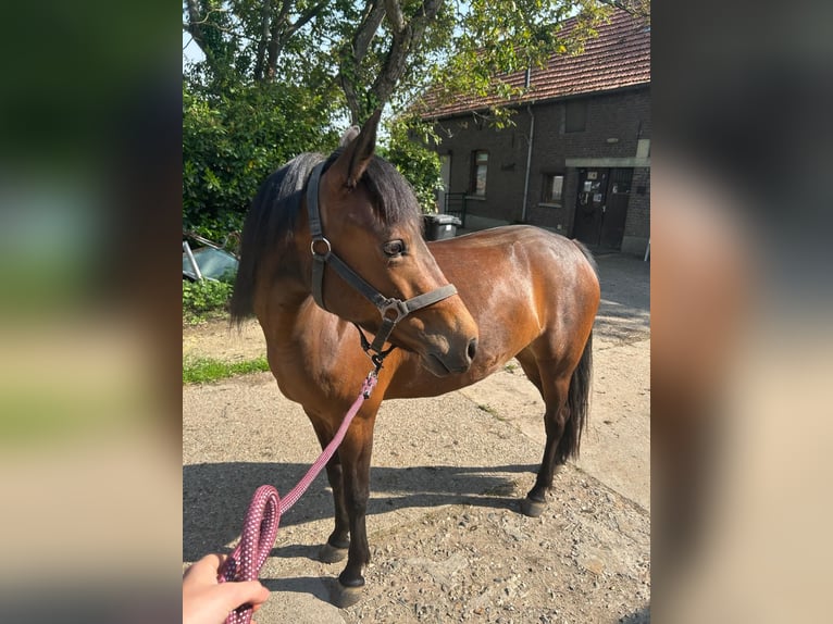 New Forest Giumenta 4 Anni 140 cm Baio in Roermond