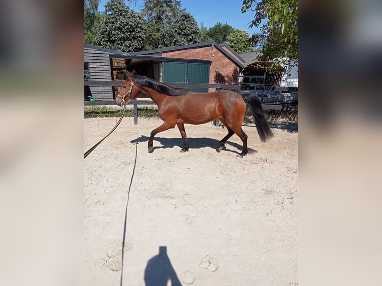 New Forest Giumenta 4 Anni 142 cm Baio in Someren