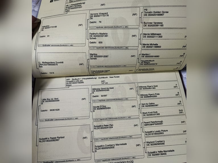 New Forest Giumenta 4 Anni 144 cm Falbo in Buchholz (Westerwald)