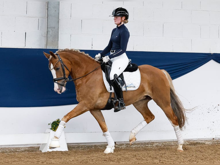 New Forest Giumenta 4 Anni 145 cm Sauro scuro in Marsberg