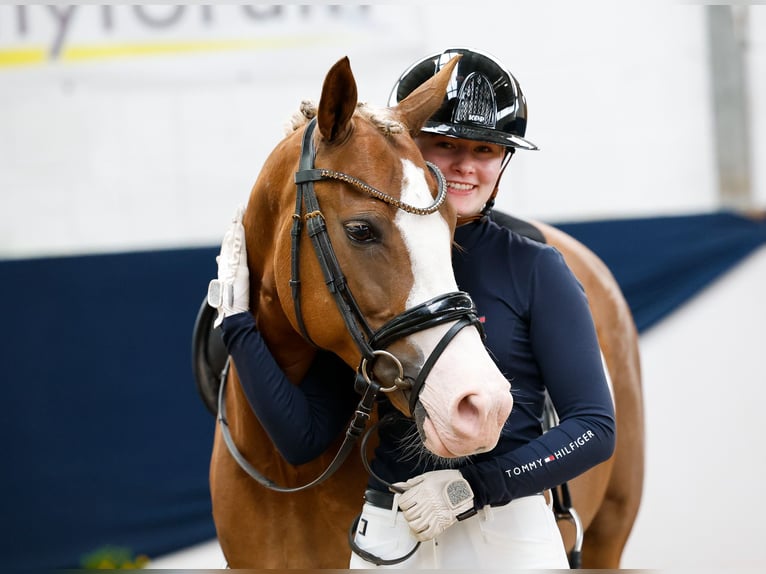New Forest Giumenta 4 Anni 145 cm Sauro scuro in Marsberg