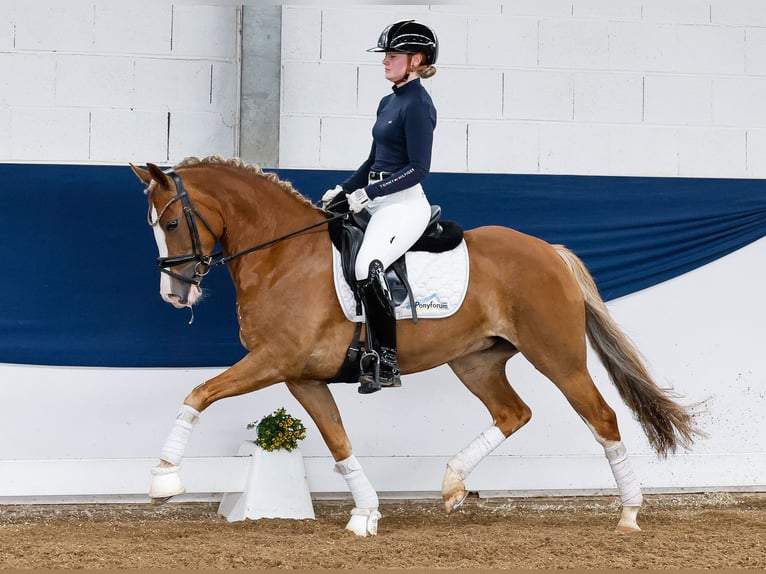 New Forest Giumenta 4 Anni 145 cm Sauro scuro in Marsberg