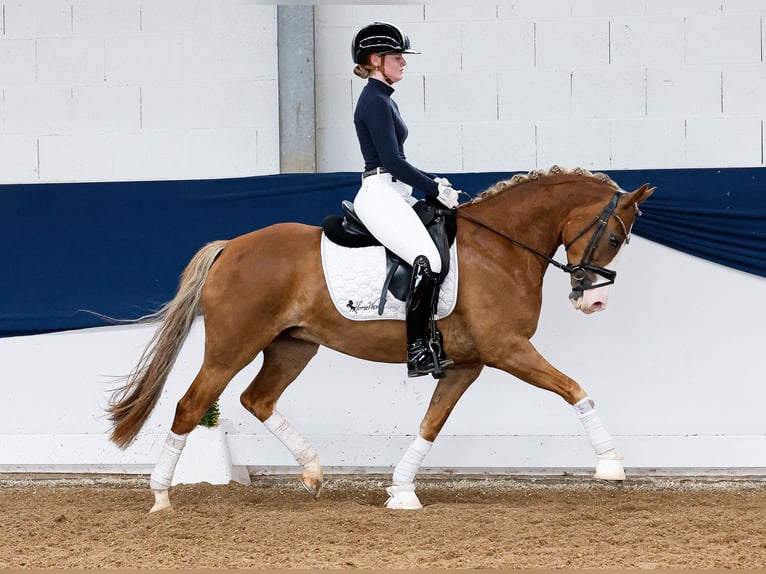 New Forest Giumenta 4 Anni 145 cm Sauro scuro in Marsberg