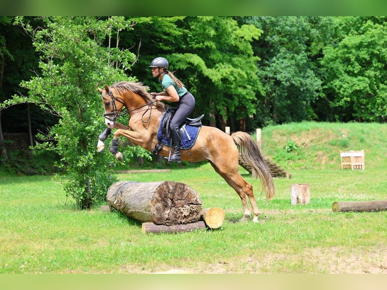 New Forest Giumenta 4 Anni 145 cm Sauro scuro in Marsberg