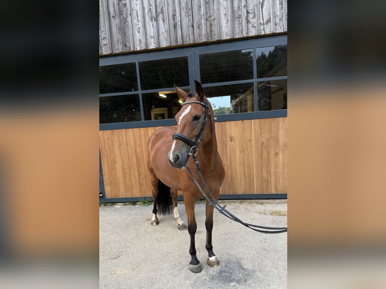 New Forest Giumenta 4 Anni 147 cm Baio in Heinzenbach