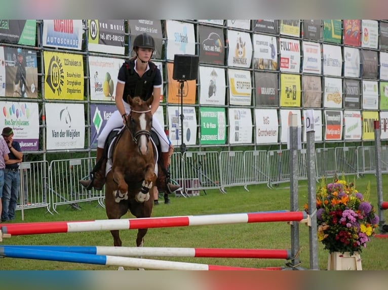 New Forest Giumenta 6 Anni 135 cm  in Beilen