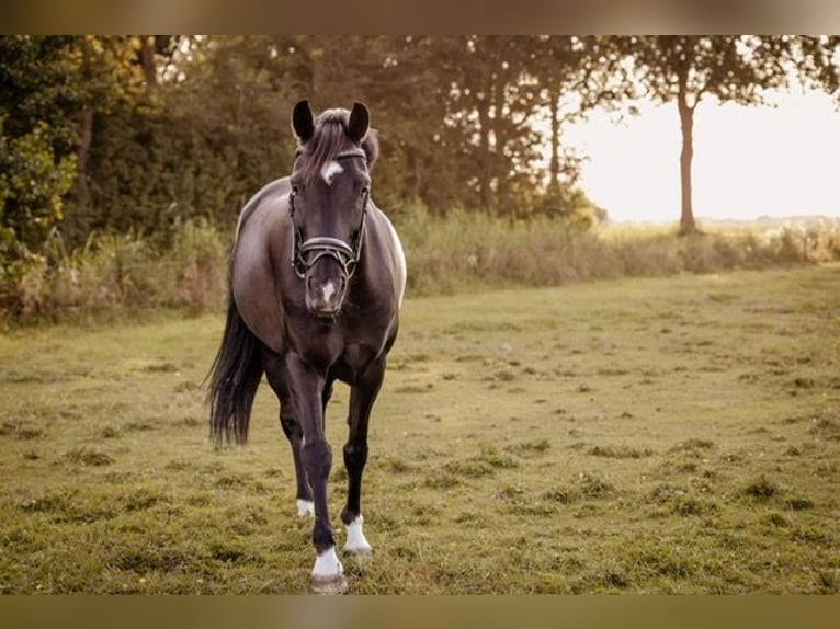 New Forest Giumenta 7 Anni 138 cm Morello in Achtmaal