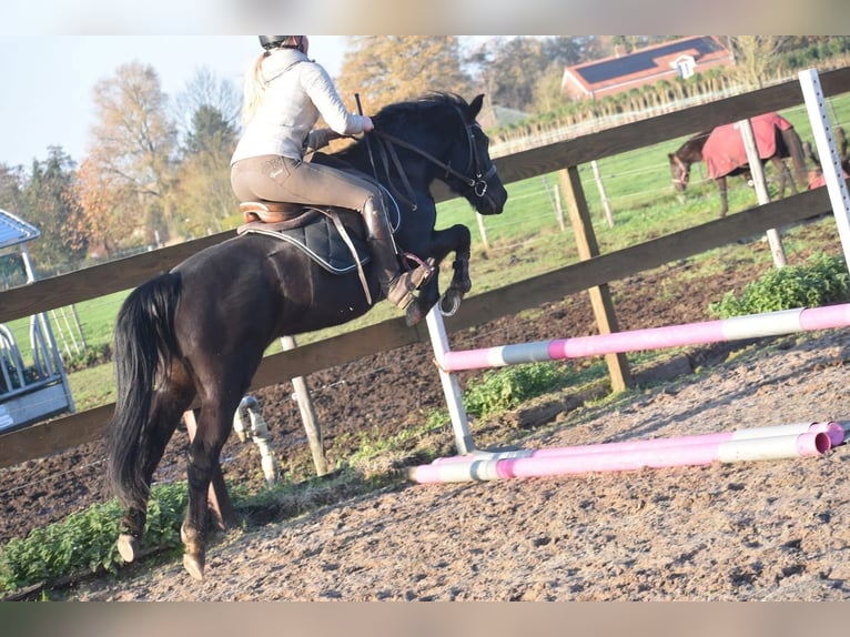 New Forest Giumenta 7 Anni 138 cm Morello in Achtmaal